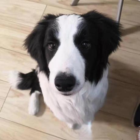 PariseC (PraiseC) · GitHub