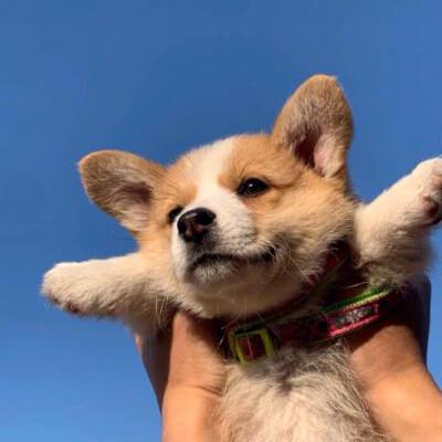 Dragonflywang Longfei Wang Github - Beautiful High Resolution Light Images | Free Download