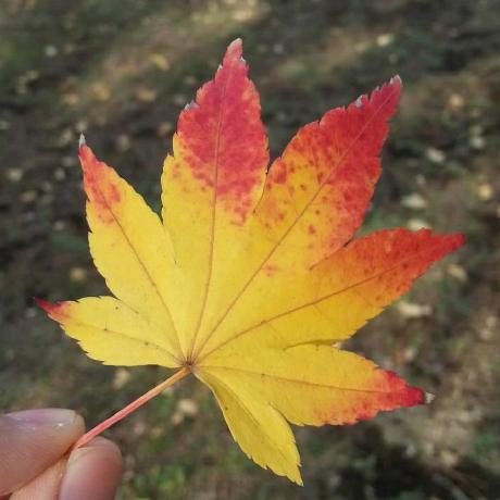 Tep Yoshitomo Niboshi Github - Colorful Background Collection - HD Quality