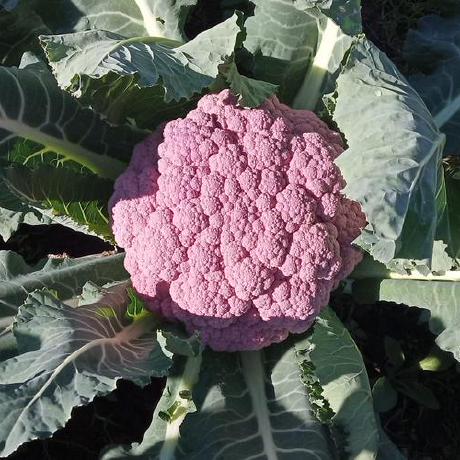 Cl Fontana Github - HD Minimal Pictures for Desktop