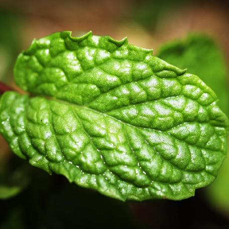 Peppermint Github Topics Github - Ultra HD Ultra HD Colorful Textures | Free Download