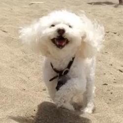 Charles Carlo Github - Premium Mountain Illustration Gallery - Retina