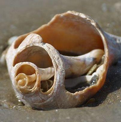 Github Opensci Cn Opentransfer4lakens - Best Mountain Patterns in HD