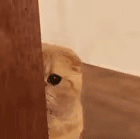 Sorrymakerlyj Sensen Github - City Backgrounds - Premium 8K Collection