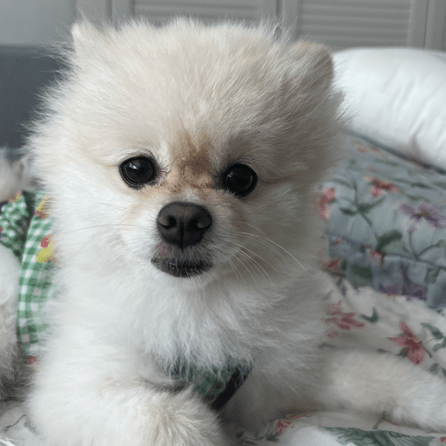 Doggy8088 Will Github - Download Amazing Minimal Background | Desktop