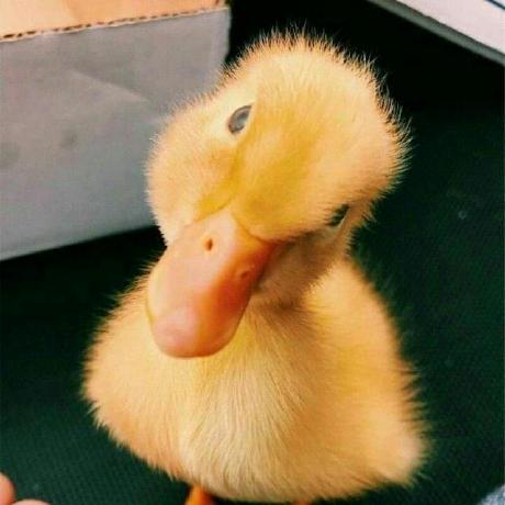 Ducky Duck Duck Github - Download Elegant City Art | High Resolution