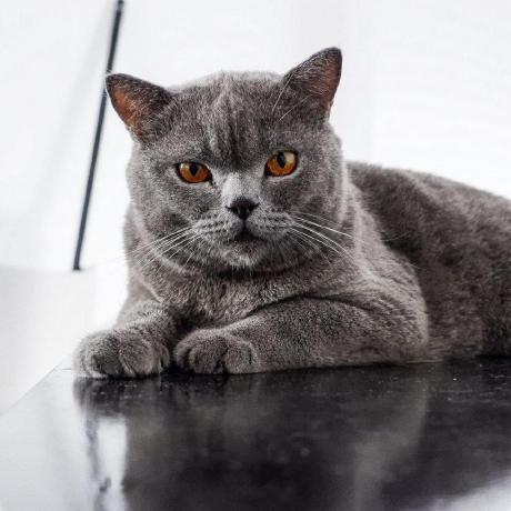 Lynhtran Lynh Tran Github - 8K Abstract Pictures for Desktop