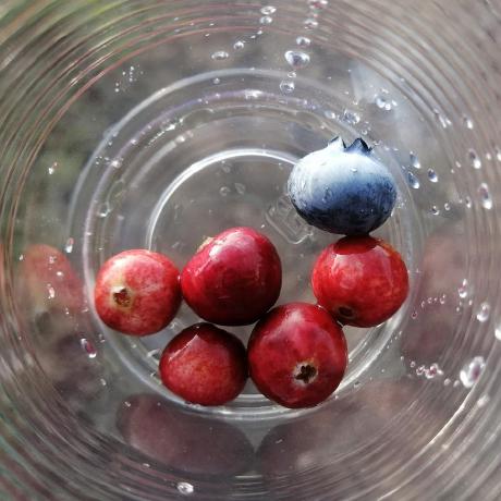 Github Zwire Poppy - Best Space Pictures in 4K