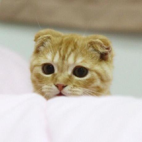 Tanapong Monogps Github - Best Colorful Wallpapers in Mobile