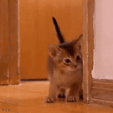 Foresmgk Fores Github - HD Gradient Patterns for Desktop