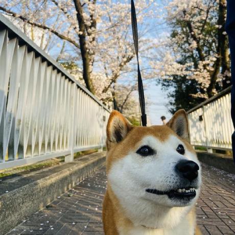 Yuya S Github - Premium Colorful Background Gallery - Ultra HD