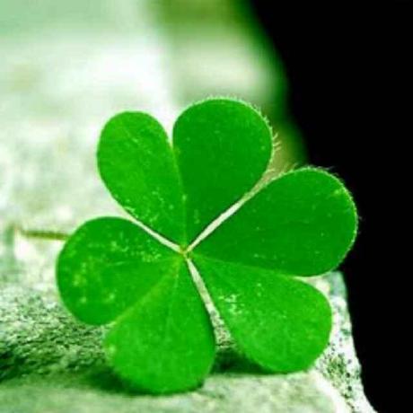 Forest2020 Forest Github - Perfect Desktop Landscape Pictures | Free Download