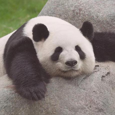 Wild Max Github - Mobile Geometric Illustrations for Desktop