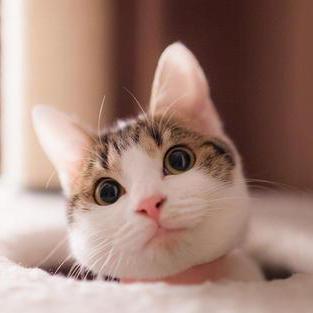 Lz0o0 Lz Github - Premium Geometric Picture Gallery - HD