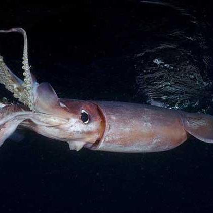 Atlasfish Atlasfish Github - Light Arts - Gorgeous HD Collection