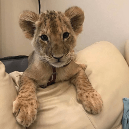 Github Obito Ctr Obito Ctr Github Io 22 Set Web - Download Professional Sunset Texture | Desktop