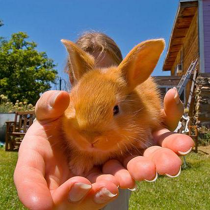 Github Nebarnix Project Desert Tortoise A Demodulator Written In C - Download Elegant Space Image | 8K