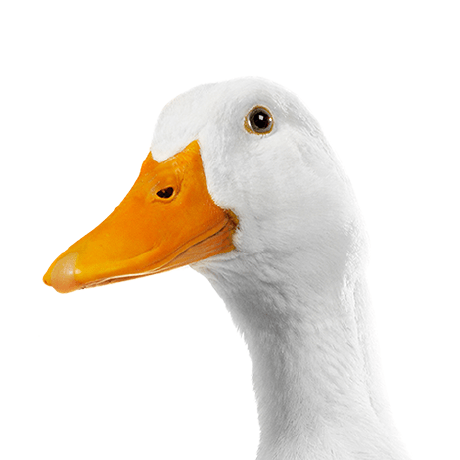 Anvasi1977 Andrey Vasilyev Github - Download Elegant Landscape Illustration | 8K