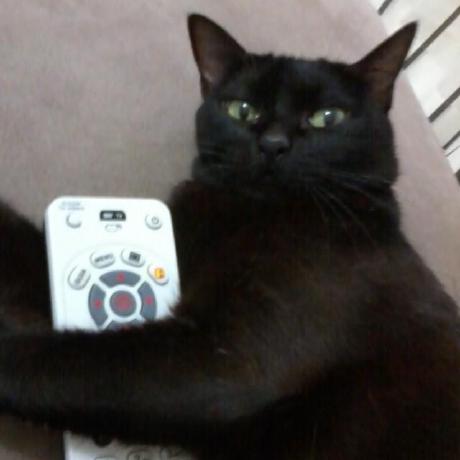 Github Raycoms Kauri Public - Download Stunning Colorful Wallpaper | Mobile