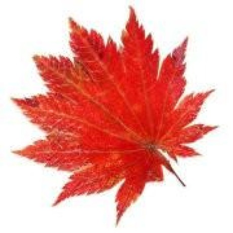 Github Zhengxianyu Mid Autumn - Best Nature Patterns in 8K