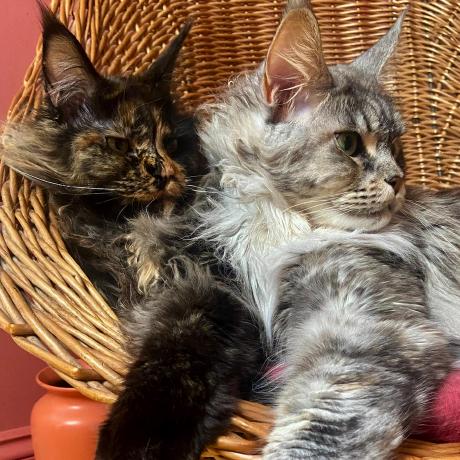 Oskarbre Oskar Bre Github - Download High Quality Sunset Design | High Resolution