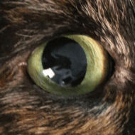 Willem Dhaese Github - Perfect Abstract Picture - Mobile