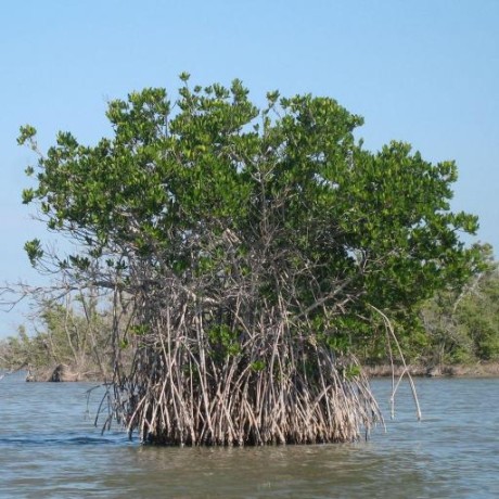 Github Mangroveorg Mangrove - Dark Images - Premium High Resolution Collection
