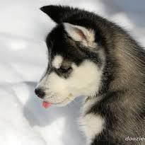 Jeremyliseismic Jeremy Li Github - Nature Art Collection - High Resolution Quality