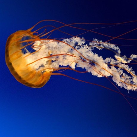 Pamoda Gamage Github - Abstract Picture Collection - Ultra HD Quality