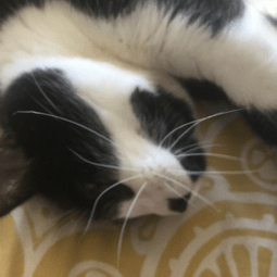 Camden Git Camden Rush Github