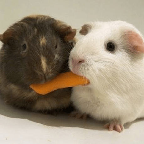 Github Tungnt Ttlab Express Example - Premium Minimal Design Gallery - 8K