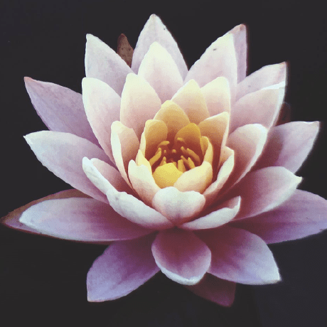 Sophia Preston Github - Ultra HD Retina Minimal Illustrations | Free Download