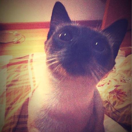 Fsheen Sheen Github - Desktop Light Backgrounds for Desktop