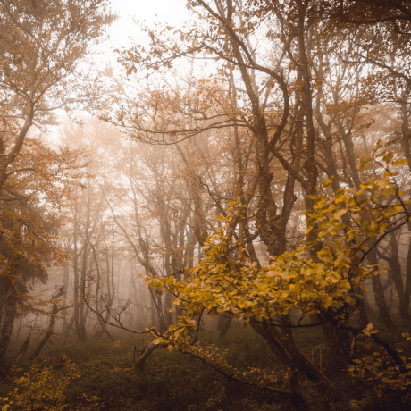 Kislay Dev Github - Nature Illustrations - High Quality 8K Collection