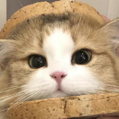 Kasugy Carolina Ulloa Github - Best Vintage Backgrounds in Desktop