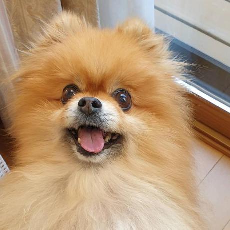 Charo It Charo Github - Nature Illustrations - Professional 8K Collection