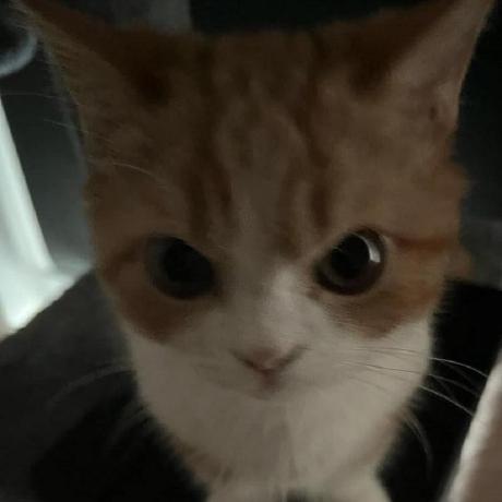 Magic Eslam Github - Modern Light Design - Mobile