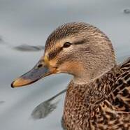 Feima1024 Fei Github - City Texture Collection - Ultra HD Quality