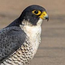 Double P Philipp Buehler Github - Full HD Sunset Arts for Desktop