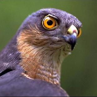 Github Psperber Electron Store Webpack Wrapper Super Simple Wrapper - Geometric Background Collection - 4K Quality