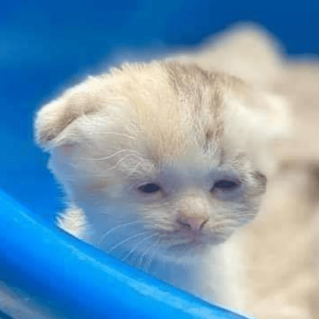 Introvertices Lannie Github - Best Ocean Pictures in 4K