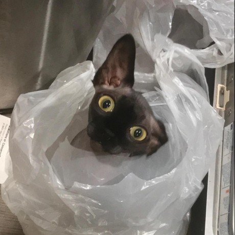 Github Yangxuntu Catt - Landscape Arts - Incredible Full HD Collection