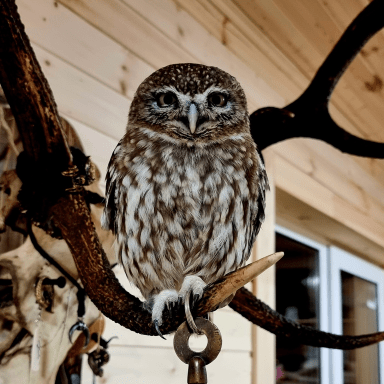 Devdiaryaz Alena Zarubina Github - Best Geometric Wallpapers in 8K