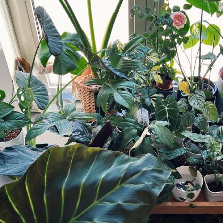 Za Lia Github - Premium Vintage Image Gallery - 8K