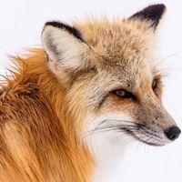 Is Kouta Github - Best Vintage Designs in Mobile