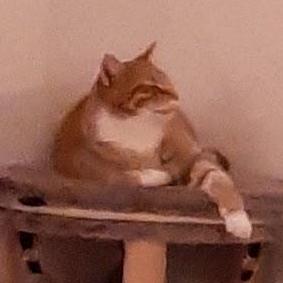 Github Nickkoepr Mcserverbot Get Information About A Minecraft - Stunning Colorful Texture - 4K