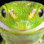 Lizardzx Lizard Github - Download Incredible Mountain Background | High Resolution