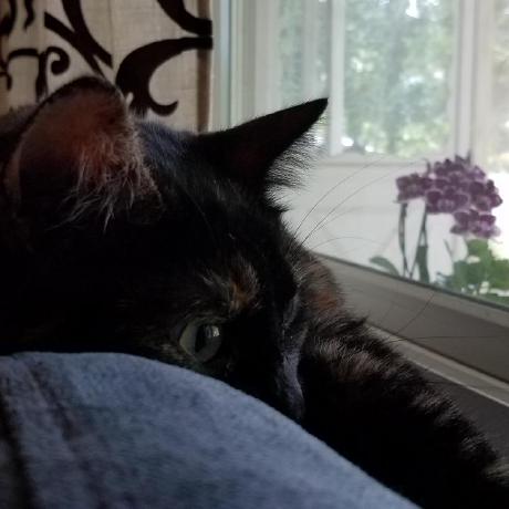 Github Saharaja Imputeors - Premium Gradient Image Gallery - 8K