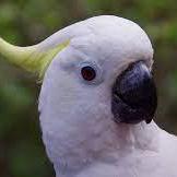 Obinnakanu Obinna Kanu Github - Elegant Minimal Image - HD