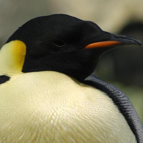 Penguin Studios Development Github - Light Image Collection - 8K Quality